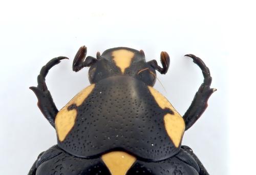 Brachymacroma emarginicollis